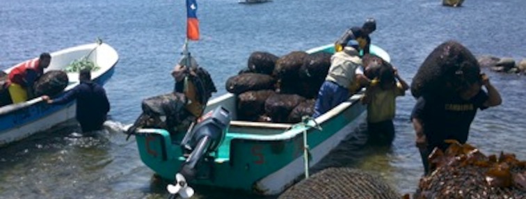 Extracción de algas en bahía Chasco