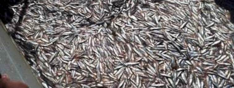 Descarga de sardina común y anchoveta