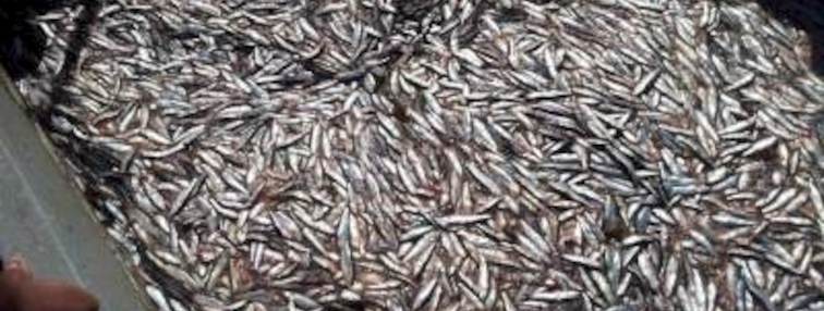 Descarga de sardina común y anchoveta