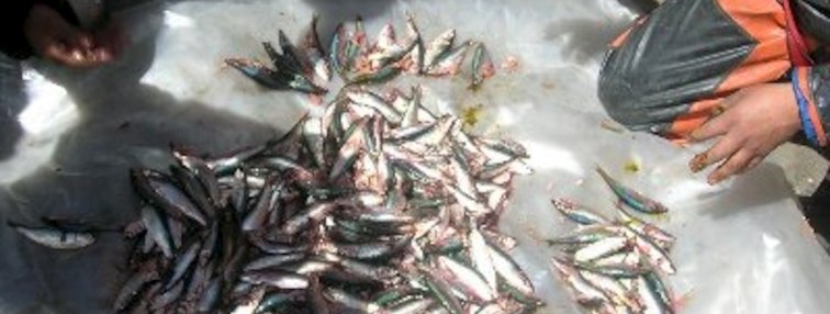 sardina y anchoveta