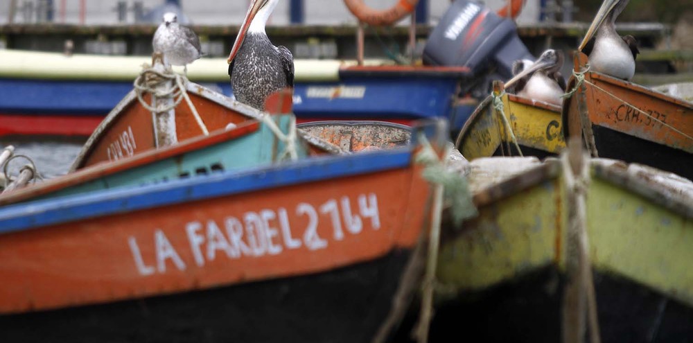 Fipa licita 10 nuevos proyectos de investigación pesquera y acuicultura