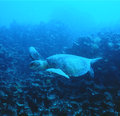 Avanza Plan de Acción Nacional para Protección y Conservación de Tortugas Marinas