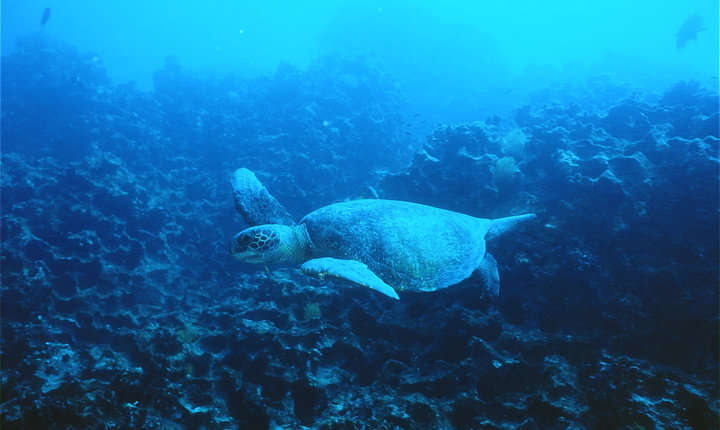 Avanza Plan de Acción Nacional para Protección y Conservación de Tortugas Marinas