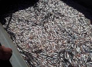 Subpesca  establece  veda reproductiva para sardina común y anchoveta entre la VII y XIV Región de acuerdo a un nuevo mecanismo
