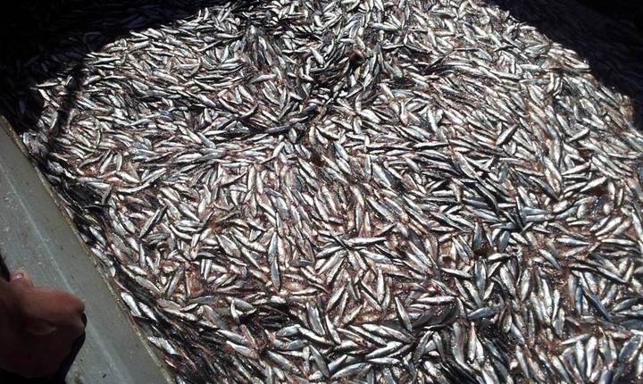 Subpesca  establece  veda reproductiva para sardina común y anchoveta entre la VII y XIV Región de acuerdo a un nuevo mecanismo