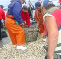 Gobierno  amplía un año la operación de buzos y recolectores de orilla afectados por marea roja