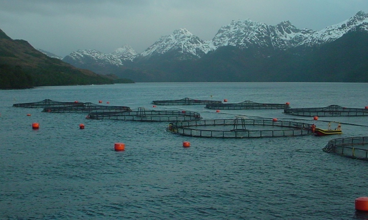 Subpesca declara no disponibles áreas apropiadas para la acuicultura en la región de Magallanes