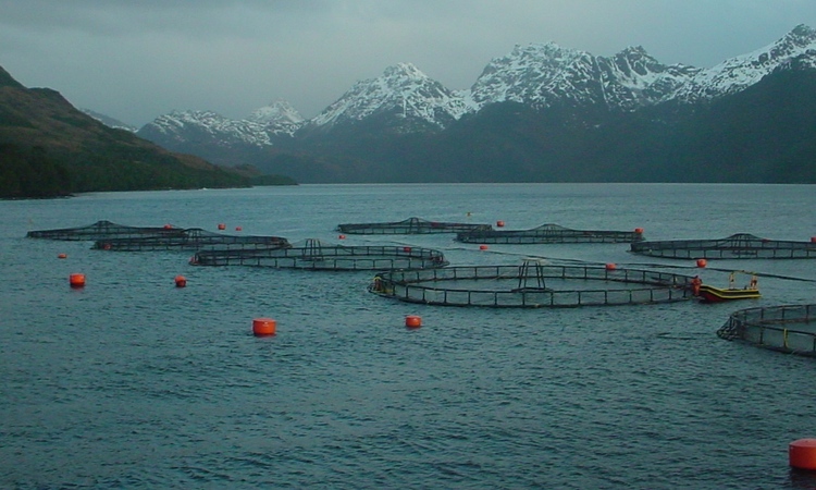 Subpesca declara no disponibles áreas apropiadas para la acuicultura en la región de Magallanes