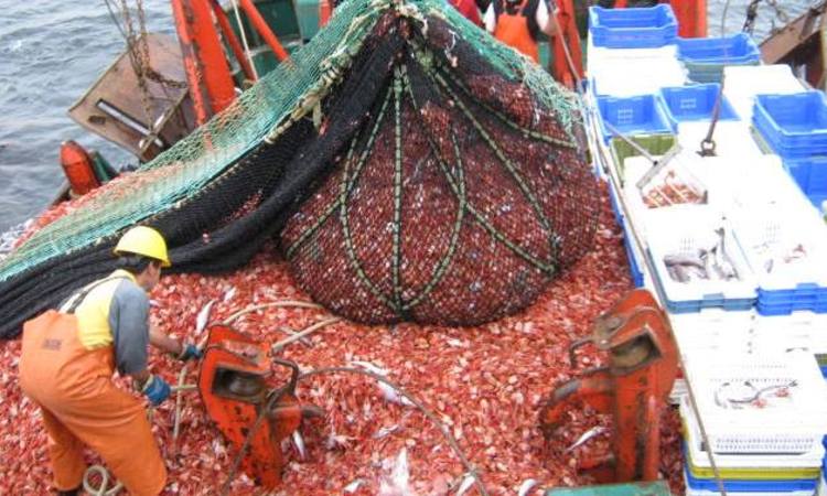 Nuevo reglamento a embarcaciones pone a Chile a la vanguardia internacional en la lucha contra el descarte en pesquerías