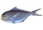 Palometa