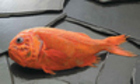 Orange roughy