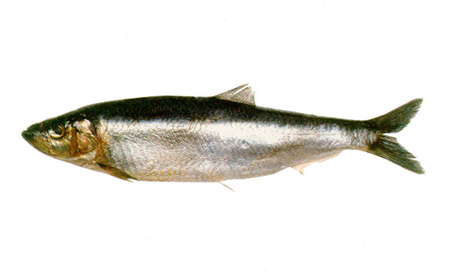 Sardina austral Sardina austral