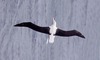 Albatros real del sur