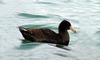 Petrel gigante del norte