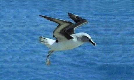 Aves Aves