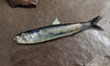 Anchoveta