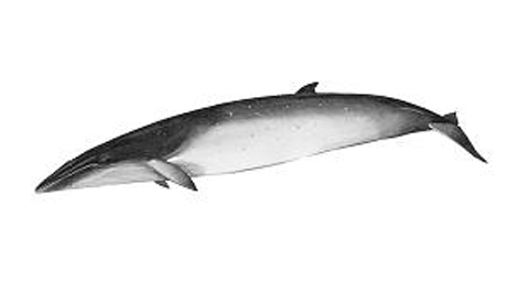 006_balaenoptera_bonaerensis.jpg