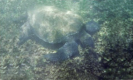 003_chelonia mydas agassizi.jpg