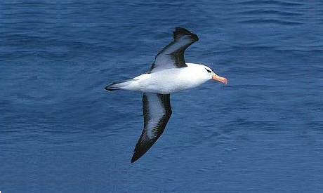 Albatros ceja negra