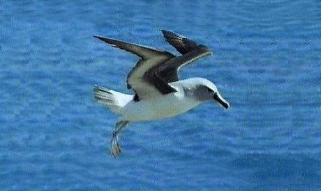 Albatros cabeza gris