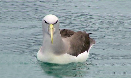 Albatros de salvin
