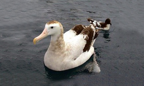 Albatros de la Antípoda