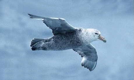 Petrel gigante del sur