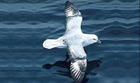 Petrel moteado