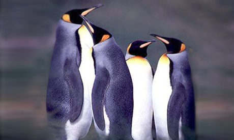 Pingüino rey