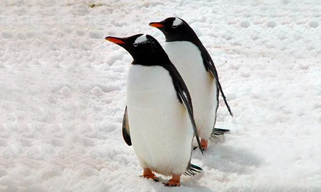 Pingüino papua