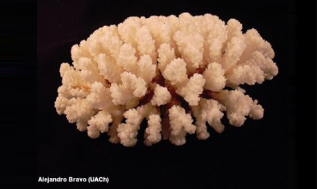 Pocillopora danae