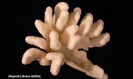 Pocillopora eydouxi