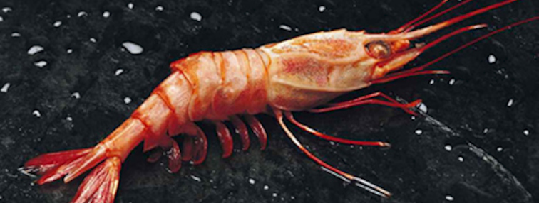Camarón nailon - SUBPESCA. Subsecretaría de Pesca y Acuicultura