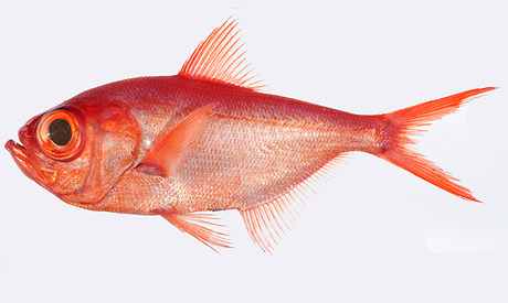 Alfonsino