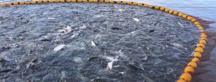 Imagen para Acuicultura: Subpesca difunde modificaciones reglamentarias en materia ambiental y sanitaria