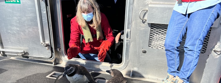 Dos pingüinos magallánicos fueron devueltos a su hábitat en la Isla Quiriquina de Talcahuano