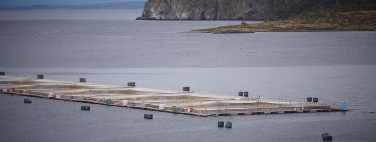 Ley 21.532 que previene y sanciona el escape de salmones entró en vigencia