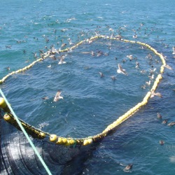 Subsecretaría de Pesca abre nuevos concursos para proyectos de evaluación de pesquerías