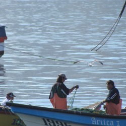 No se van a establecer vedas ni disminuir cuotas de anchoveta y sardina