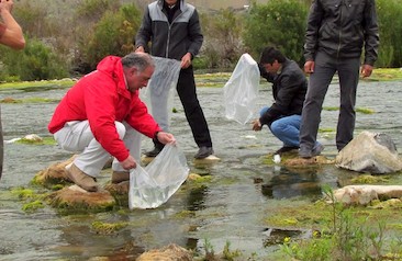 Liberación de 10.000 juveniles de camarones de río del norte en río Choapa