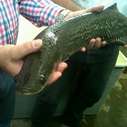 Paiche