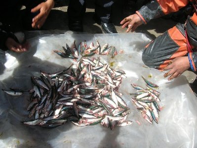 sardina y anchoveta