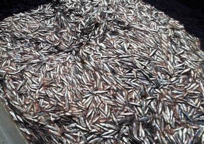 sardina y anchoveta