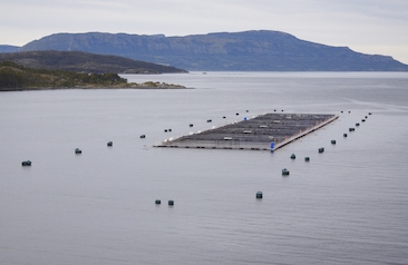 Salmonicultura en la Región de Magallanes