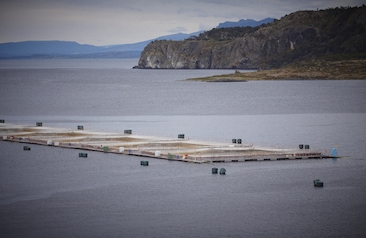 SAlmonicultura en la Región de magallanes.