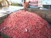 Extracción de camarón nailon
