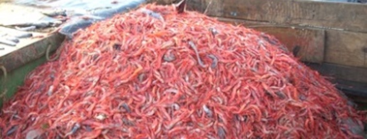 Extracción de camarón nailon