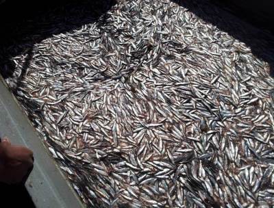Descarga de sardina común y anchoveta