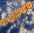 Microalga causante de la marea roja aumenta en intensidad y extensión