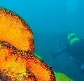XXXVI Congreso de las Ciencias del Mar abordará la  sustentabilidad y desarrollo de zonas costeras